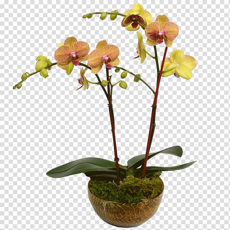 Moth orchids Dendrobium Cattleya orchids Plant stem, flower transparent background PNG clipart
