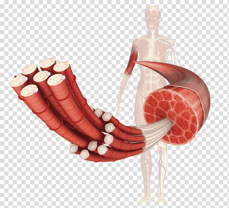 Skeletal muscle Muscular system Myocyte Human body, Skeleton transparent background PNG clipart