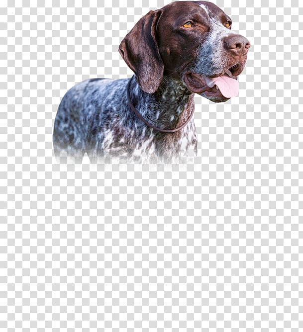 Old Danish Pointer German Shorthaired Pointer Dog breed Hunting dog, chow chow dog transparent background PNG clipart