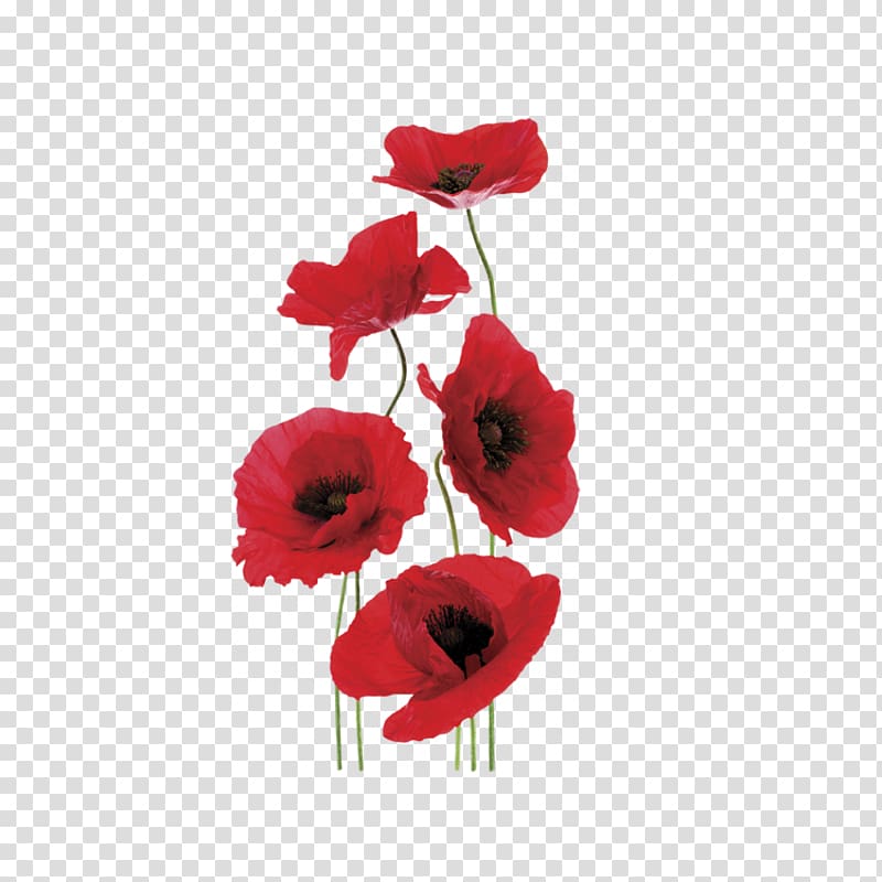 Common poppy World War I Anzac Day Modern History Syllabus, bouquet poppies transparent background PNG clipart