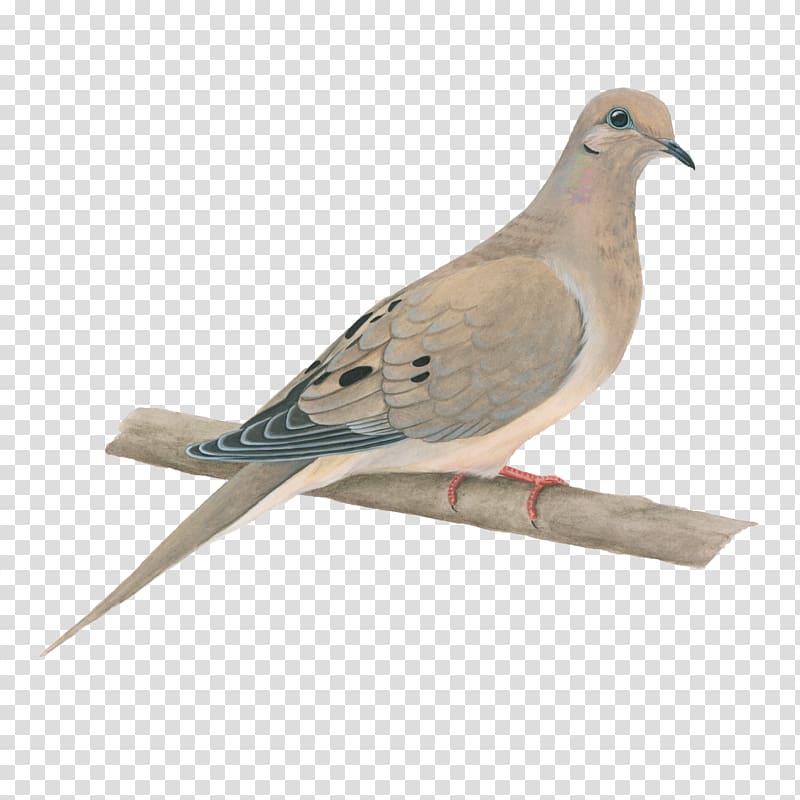 Columbidae Bird Rock dove Squab Mourning dove, DOVE transparent background PNG clipart