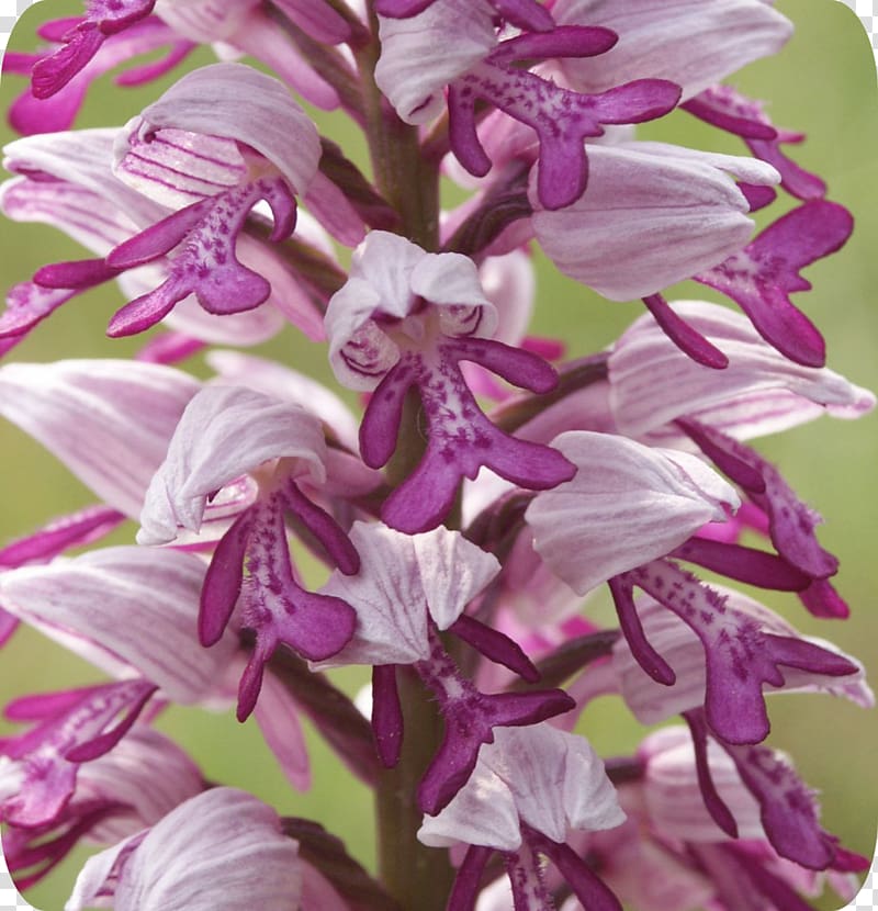 Dendrobium Orchis militaris Orchids Naked-man orchid .de, others transparent background PNG clipart