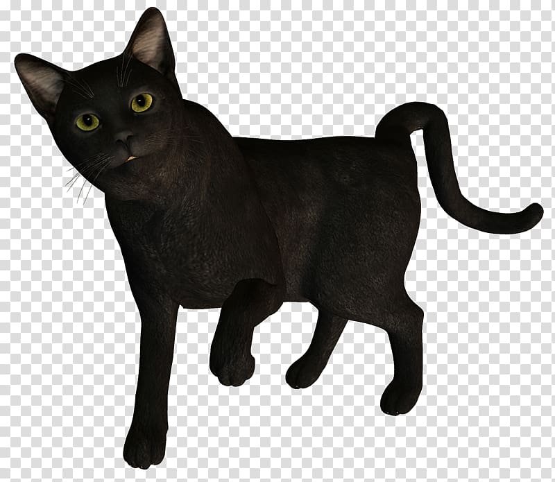 Korat Black cat German Rex Domestic short-haired cat Blog, Pw transparent background PNG clipart