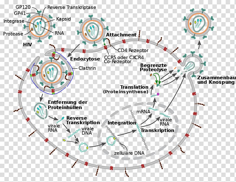 Management of HIV/AIDS Virus Viral life cycle, virus c transparent background PNG clipart