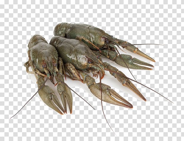 Crayfish as food Crab Zhivyye Raki Crustacean, crab transparent background PNG clipart