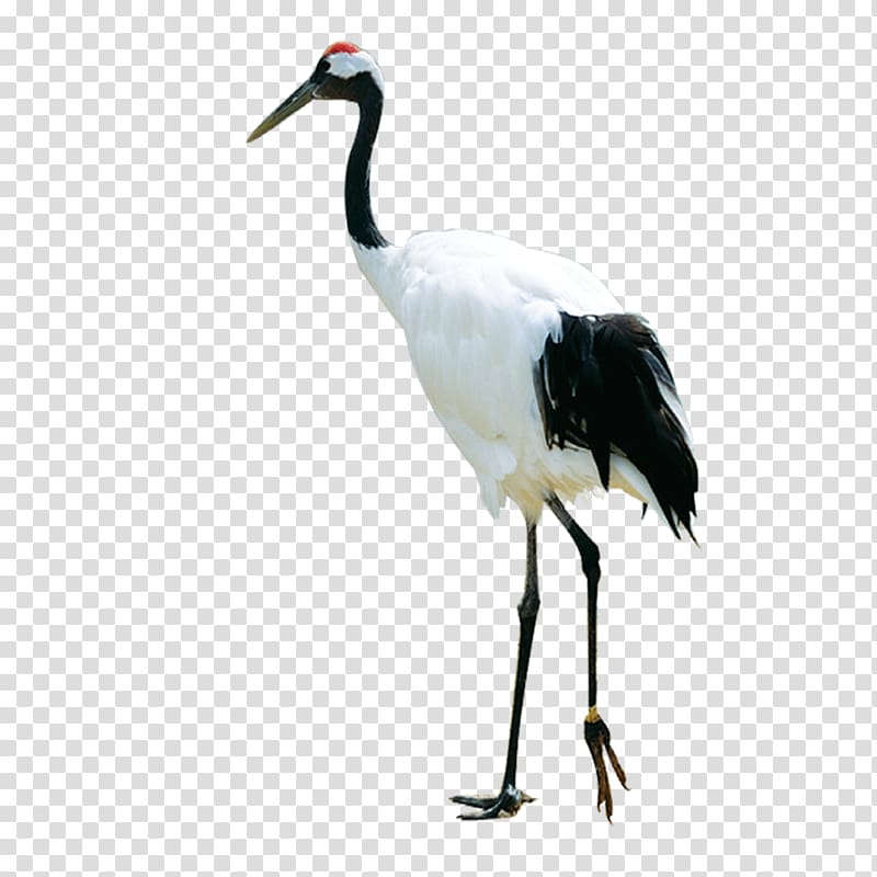 red-crowned crane transparent background PNG clipart