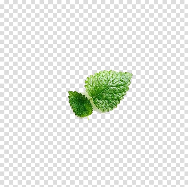 Mentha spicata Leaf Euclidean , Mint leaf transparent background PNG clipart