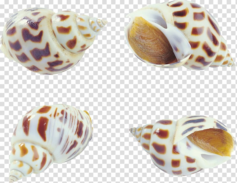 Seafood Clam Oyster Shellfish Bolinus brandaris, Creative pattern collection conch transparent background PNG clipart