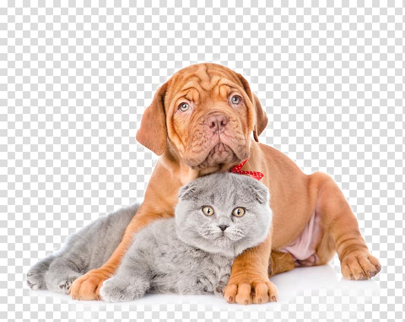 red French mastiff puppy lying on blue Scottish fold cat, Dogu2013cat relationship Dogu2013cat relationship Pet Heating pad, Cute pet cats and dogs transparent background PNG clipart