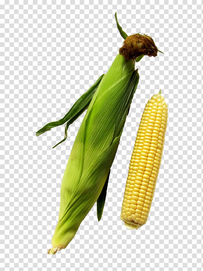 Corn on the cob Cereal Grauds Maize, Freshly picked corn transparent background PNG clipart