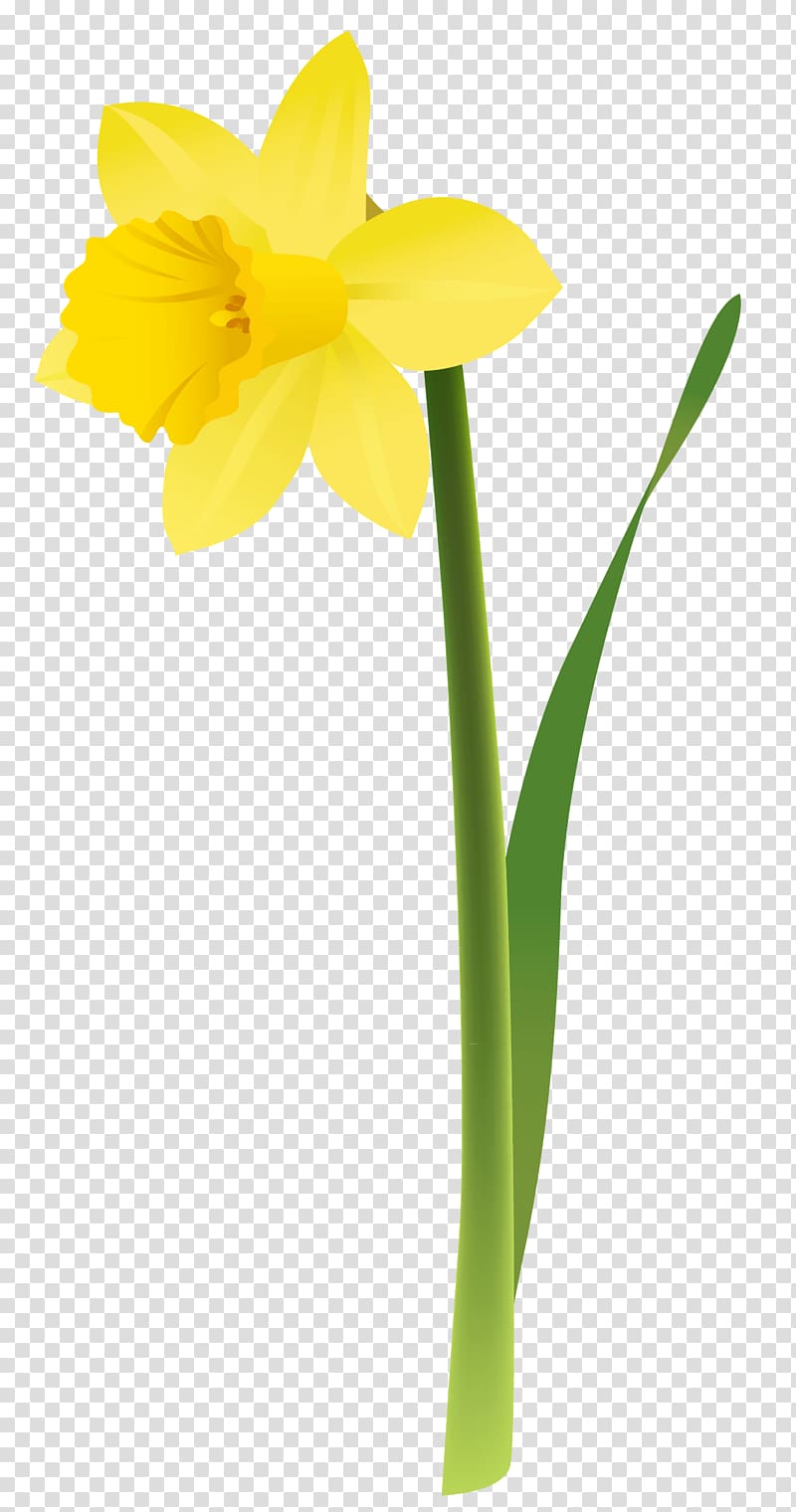 yellow daffodil flower illustration, Daffodil Floral design Cut flowers Yellow, Spring Yellow Daffodil transparent background PNG clipart