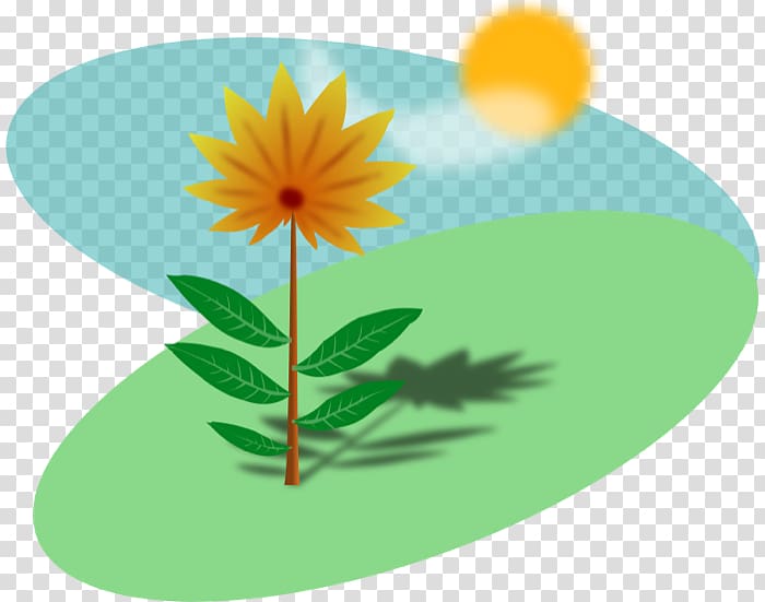 Plant Sunlight , summer is not good transparent background PNG clipart