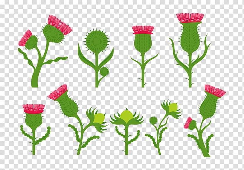 Flower Thistle Daisy family Petal, VETORES transparent background PNG clipart