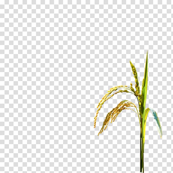 Oryza sativa Rice Paddy Field Crop, Rice transparent background PNG clipart