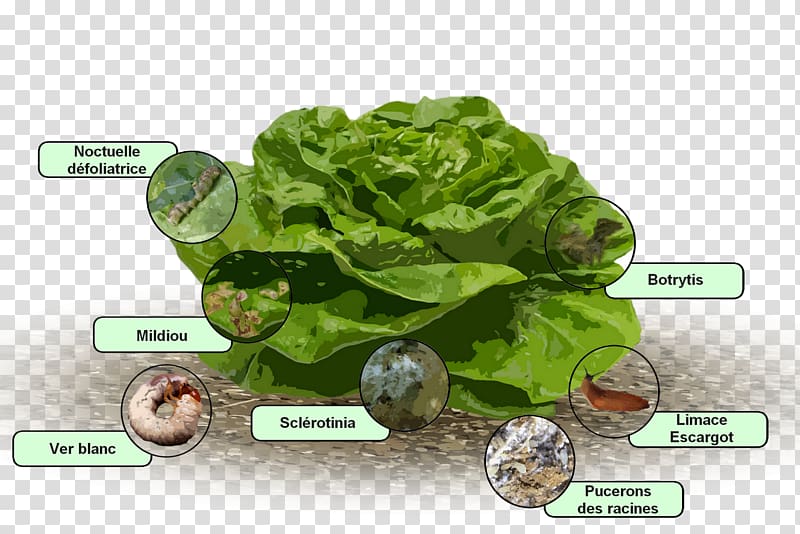 Romaine lettuce Downy mildew Disease Salad, salad transparent background PNG clipart