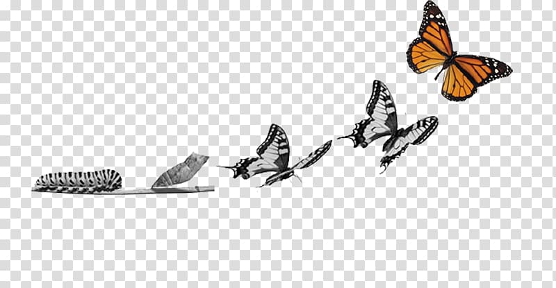 Business Butterfly Caterpillar Organization Metamorphosis, oruga transparent background PNG clipart