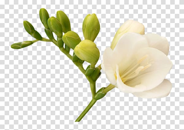 Computer graphics Internet, freesia transparent background PNG clipart