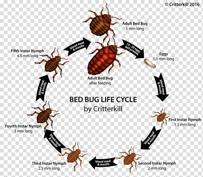 Insect Bed bug bite True bugs, insect transparent background PNG clipart