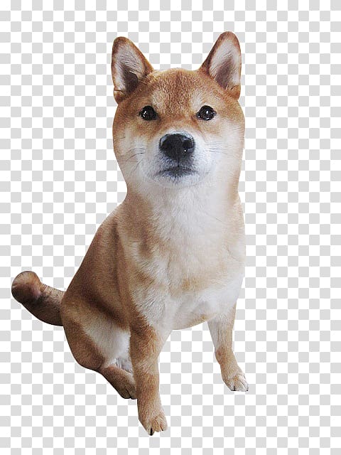 Shiba Inu Finnish Spitz Hokkaido dog Shikoku dog Akita, Cute Shiba Inu transparent background PNG clipart