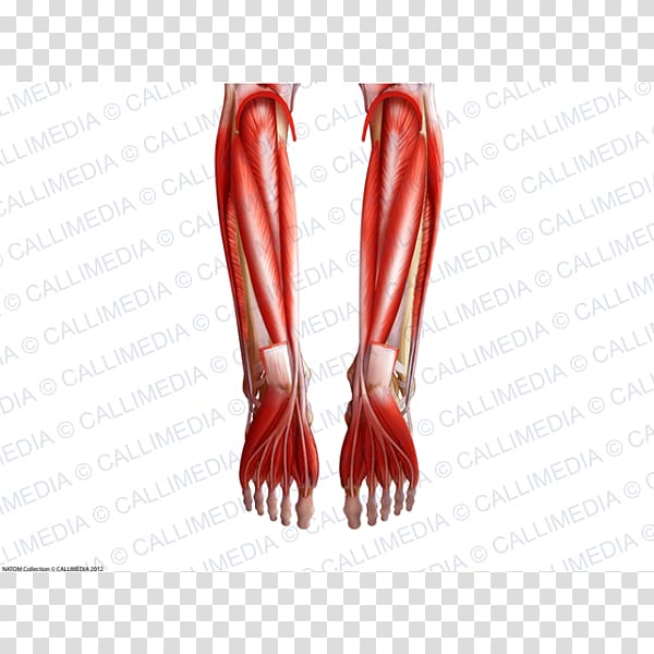Finger Human leg Interosseous membrane of leg Hallux rigidus, Gamba transparent background PNG clipart