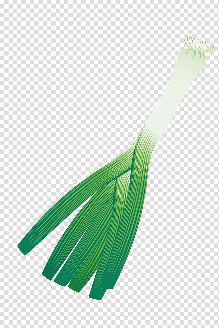 Scallion Allium fistulosum Onion, green onions transparent background PNG clipart