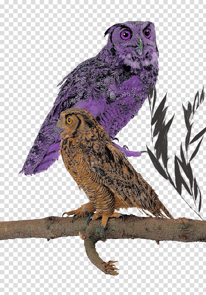 Great Grey Owl Wall decal Beak Feather, Owl sitting on a branch transparent background PNG clipart