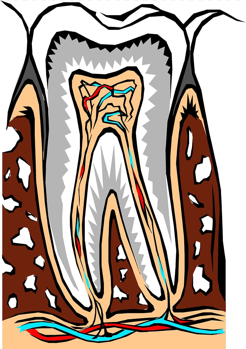 Cosmetic dentistry Human tooth Root canal, Tooth transparent background PNG clipart