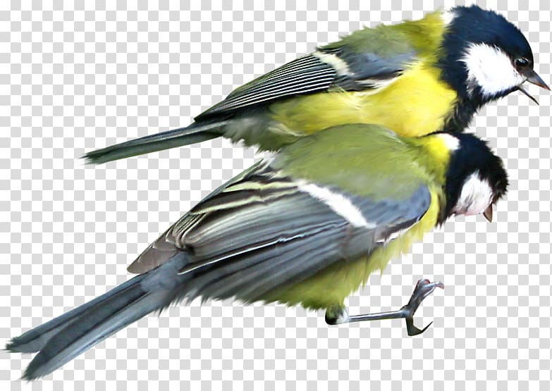 Bird Great Tit Mésange , Bird transparent background PNG clipart