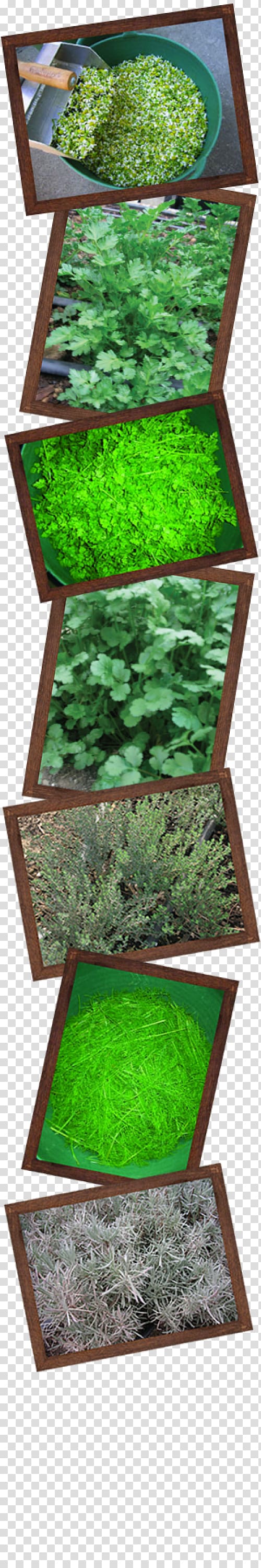 Oregano Herb Organic food Spice Marjoram, thai farmer transparent background PNG clipart