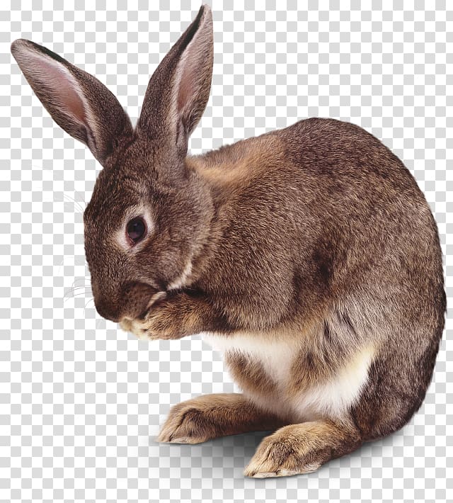 Lion Hare Domestic rabbit Mammal, amphibian transparent background PNG clipart