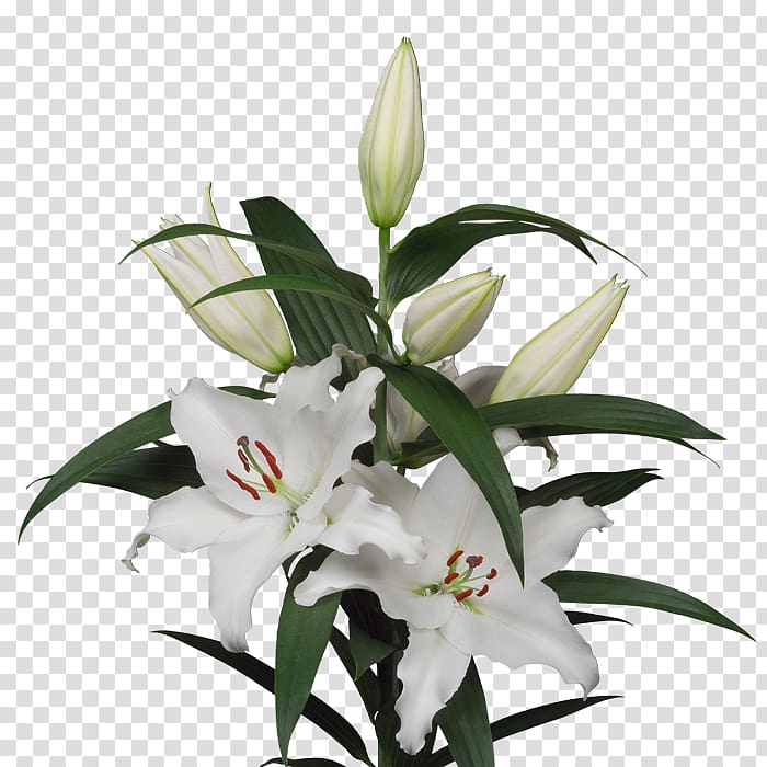 Lilium Cut flowers Lily \'Stargazer\' Floral design, flower transparent background PNG clipart