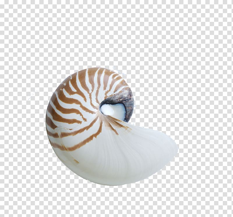 Chambered nautilus Seashell Snail Nautilidae, conch transparent background PNG clipart