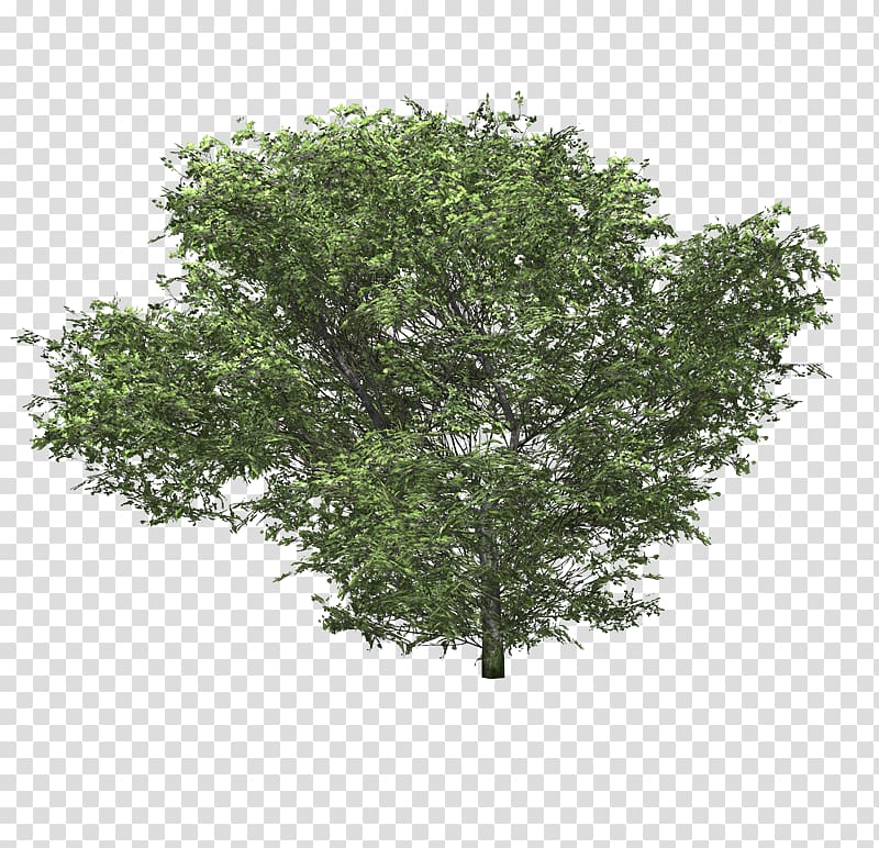 Shrub Tree Plant Hydrangea, tree transparent background PNG clipart