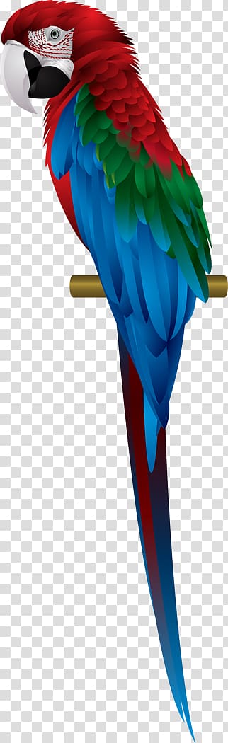 Parrot Scarlet macaw Red-and-green macaw Blue-and-yellow macaw, parrot transparent background PNG clipart