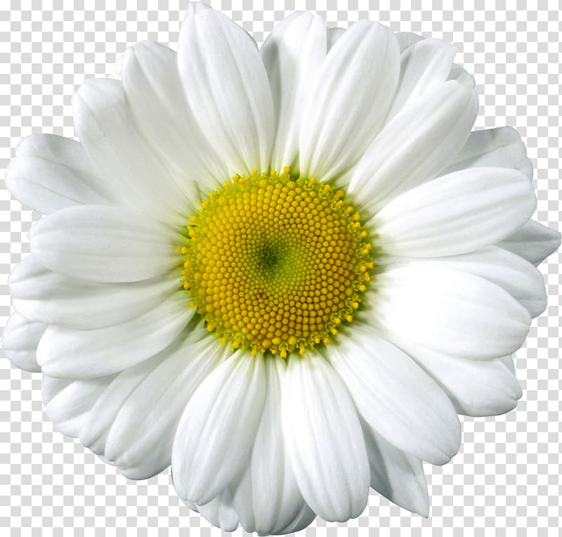 white and yellow flower, Common daisy , Daisy transparent background PNG clipart