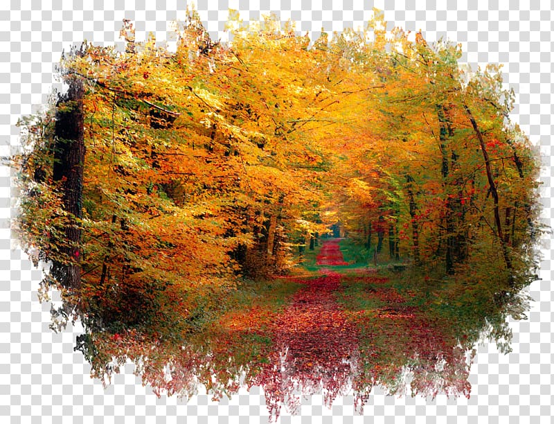 Forest Desktop Autumn 1080p, forest transparent background PNG clipart