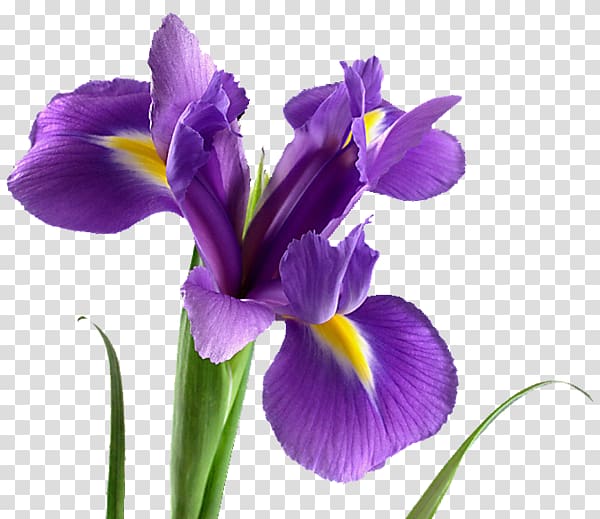 Flower bouquet Bloemisterij Ideya, Vse Dlya Prazdnika Garden roses, lavender flower transparent background PNG clipart