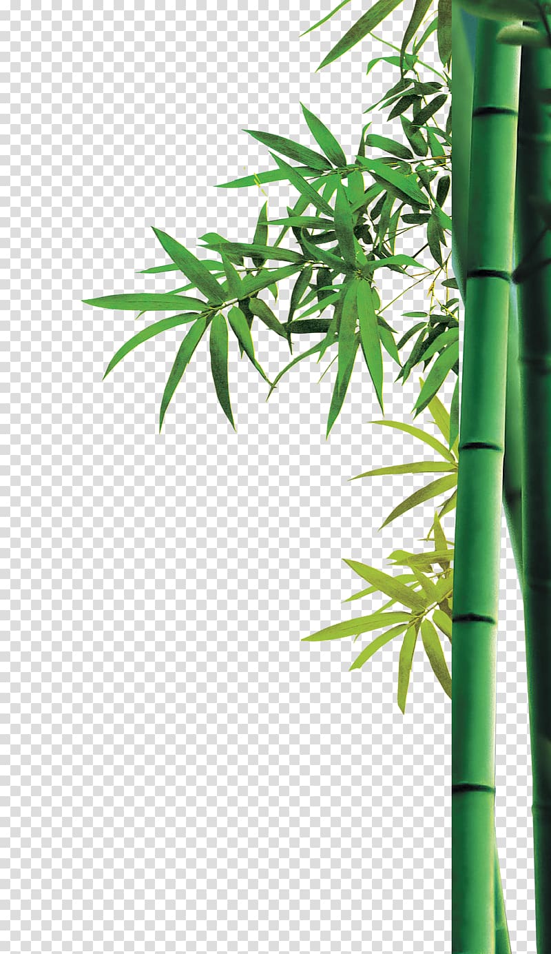 green bamboo illustration, Bamboo Bambusa oldhamii Green, bamboo transparent background PNG clipart