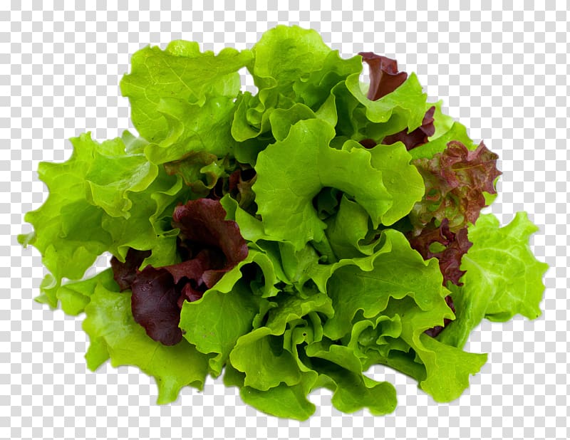 Mesclun Caesar salad Lettuce Leaf vegetable, salad transparent background PNG clipart
