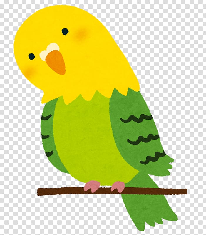 Budgerigar Parrots Bird Cockatiel Cat, Bird transparent background PNG clipart