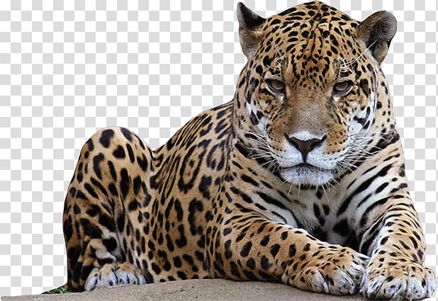 Leopard Lion Jaguar, Amur Leopard transparent background PNG clipart