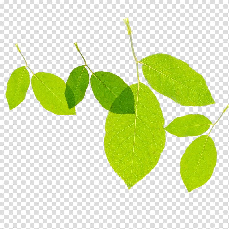 Leaf Green Euclidean , Green leaf texture leaf transparent background PNG clipart