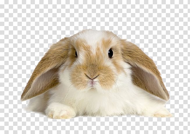 Lop rabbit Desktop Domestic rabbit Tan rabbit, rabbit transparent background PNG clipart