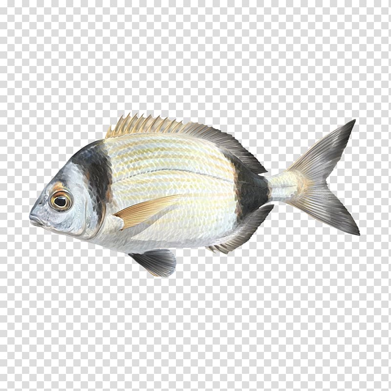 Oily fish Fauna Carp Perch, Cherne Altovise transparent background PNG clipart