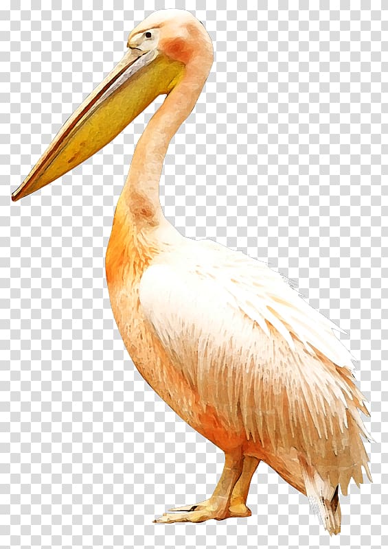 Bird Pelican , white crane transparent background PNG clipart