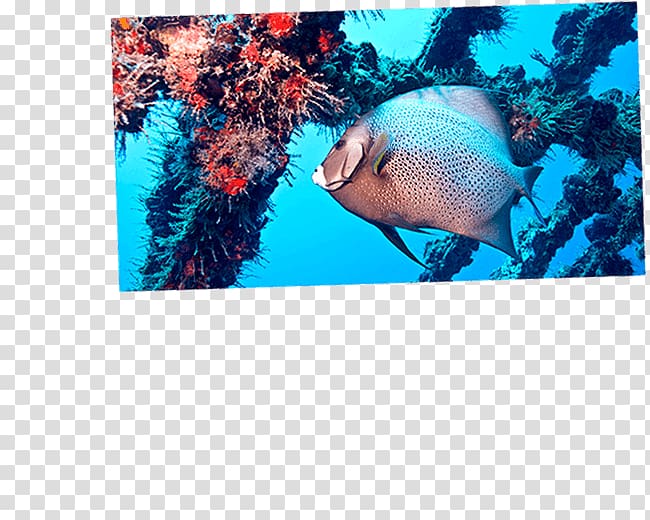 Playa del Carmen Cozumel Caribbean Underwater diving, Dive Palancar transparent background PNG clipart
