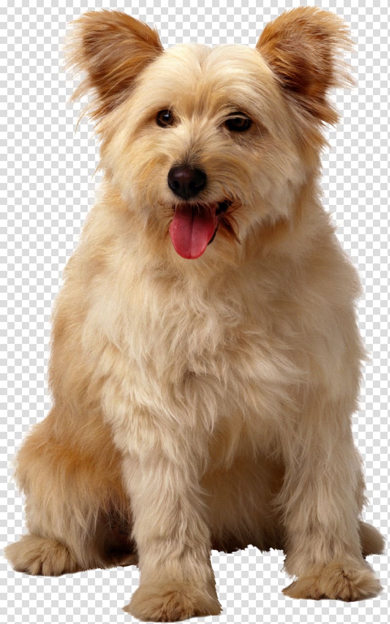 Thomson Township Pet sitting Dog Cat, dogs transparent background PNG clipart