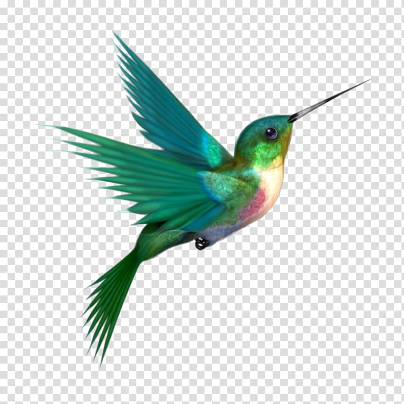 Hummingbird , Bird transparent background PNG clipart