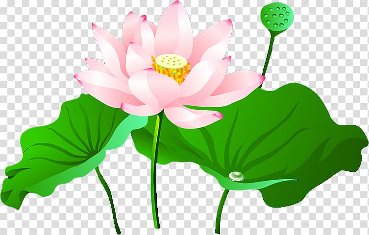 Nelumbo nucifera Lotus Pond Computer Icons, Lotus transparent background PNG clipart