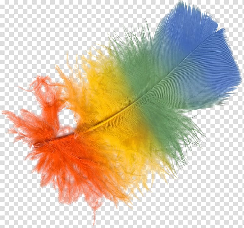 Adobe shop Psd Portable Network Graphics Adobe Systems Computer file, colorful feather transparent background PNG clipart
